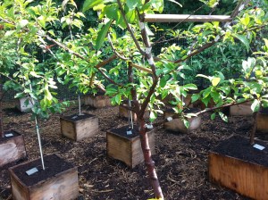 The white portions of the tree are where different branches have been grafted. Van Aken grafts his trees in the nursery. (c) 2014 Waldy Diez