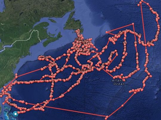 Lydia, a mature great white shark, has traveled 35,028 miles since being tagged in March 2013. (Photo: OCEARCH)